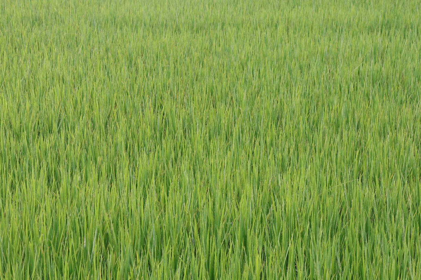 A field of tall grass  AI-generated content may be incorrect.