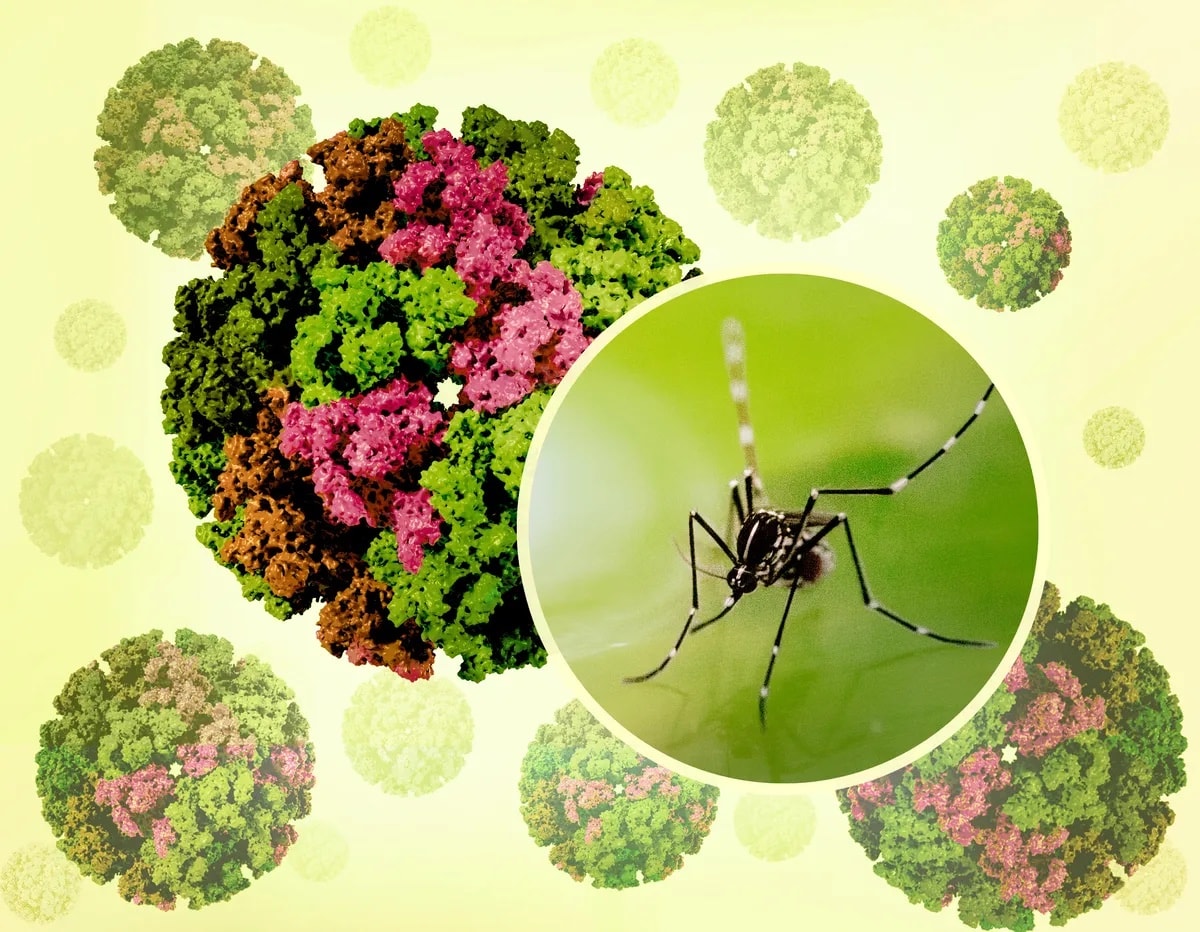 Chikungunya – Căn bệnh lây qua muỗi nguy hiểm không kém sốt xuất huyết, bạn đã biết cách phòng?- Ảnh 1.