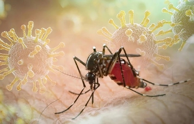 Triển khai các giải pháp tăng cường phòng chống bệnh Chikungunya- Ảnh 1.