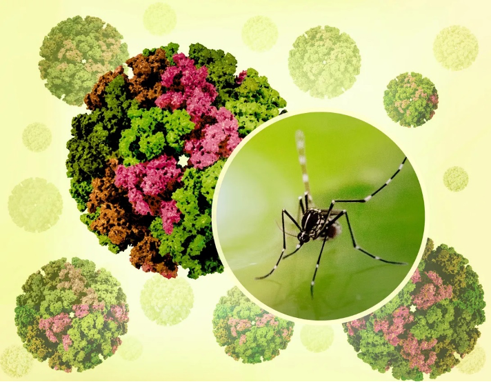TÌM HIỂU VỀ BỆNH CHIKUNGUNYA VÀ CÁC BIỆN PHÁP PHÒNG, CHỐNG DỊCH BỆNH- Ảnh 1.