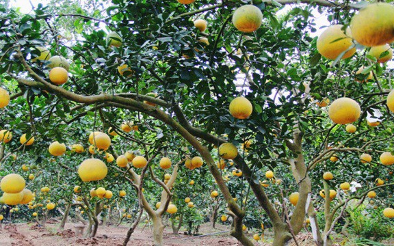 Đảng bộ xã Trần Phú: Từ Nghị quyết vào cuộc sống- Ảnh 2.