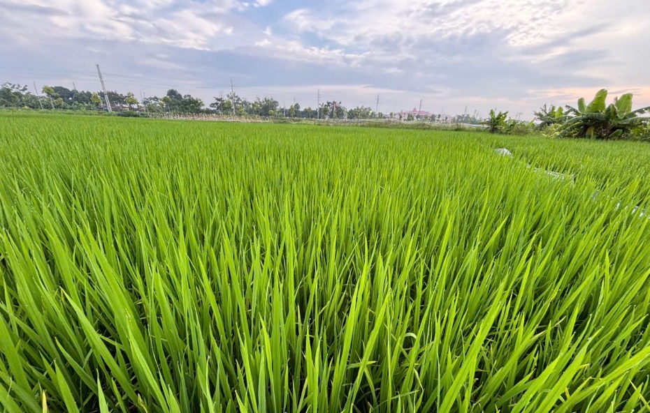 Xã Quảng Oai chủ động phòng, chống sâu bệnh hại lúa vụ mùa- Ảnh 1.