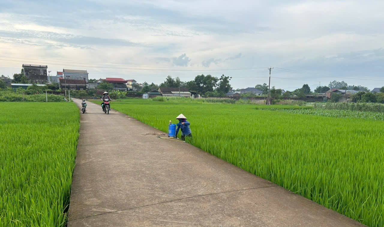 Xã Quảng Oai chủ động phòng, chống sâu bệnh hại lúa vụ mùa- Ảnh 2.