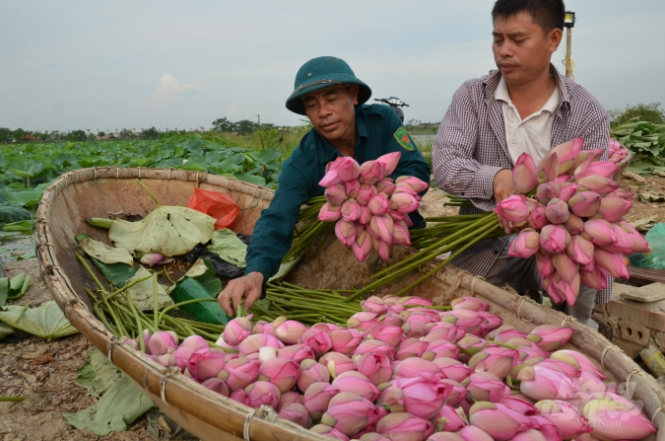 Xã Quang Minh gỡ khó phát triển kinh tế tập thể, hợp tác xã- Ảnh 1.