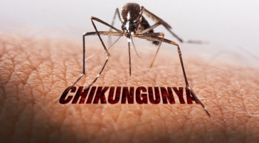 Bệnh  Chikungunya – Nguyên nhân, triệu chứng và biện pháp phòng ngừa- Ảnh 2.