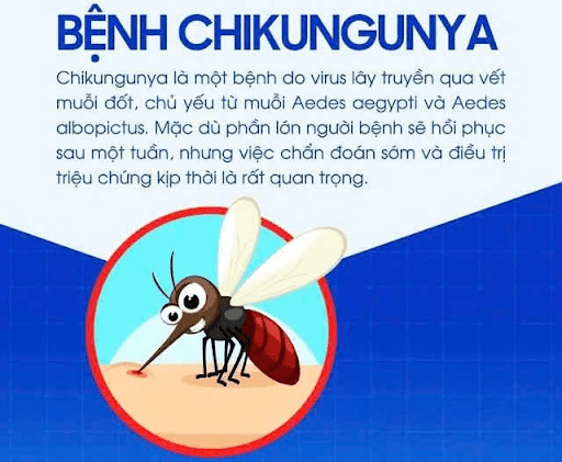 Bệnh  Chikungunya – Nguyên nhân, triệu chứng và biện pháp phòng ngừa- Ảnh 1.