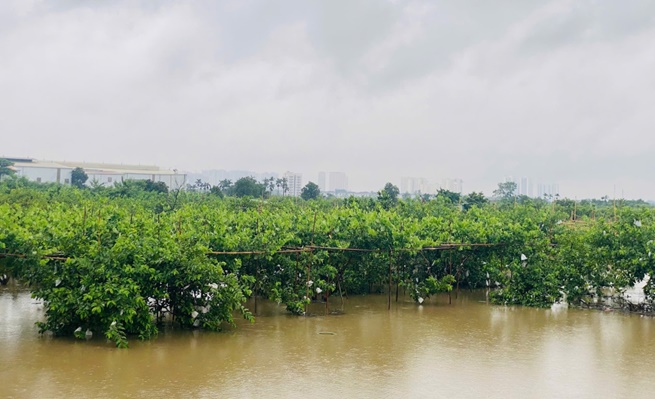 Hoài Đức chủ động ứng phó, giảm thiểu thiệt hại do bão số 5 gây ra- Ảnh 1.