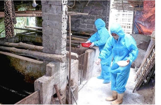 Các phương pháp phòng chống bệnh dịch tả lợn Châu Phi- Ảnh 1.