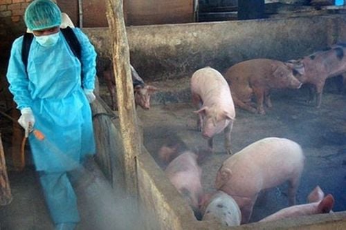 UBND xã Trần Phú: Triển khai kế hoạch phòng chống bệnh dịch tả lợn Châu Phi- Ảnh 1.