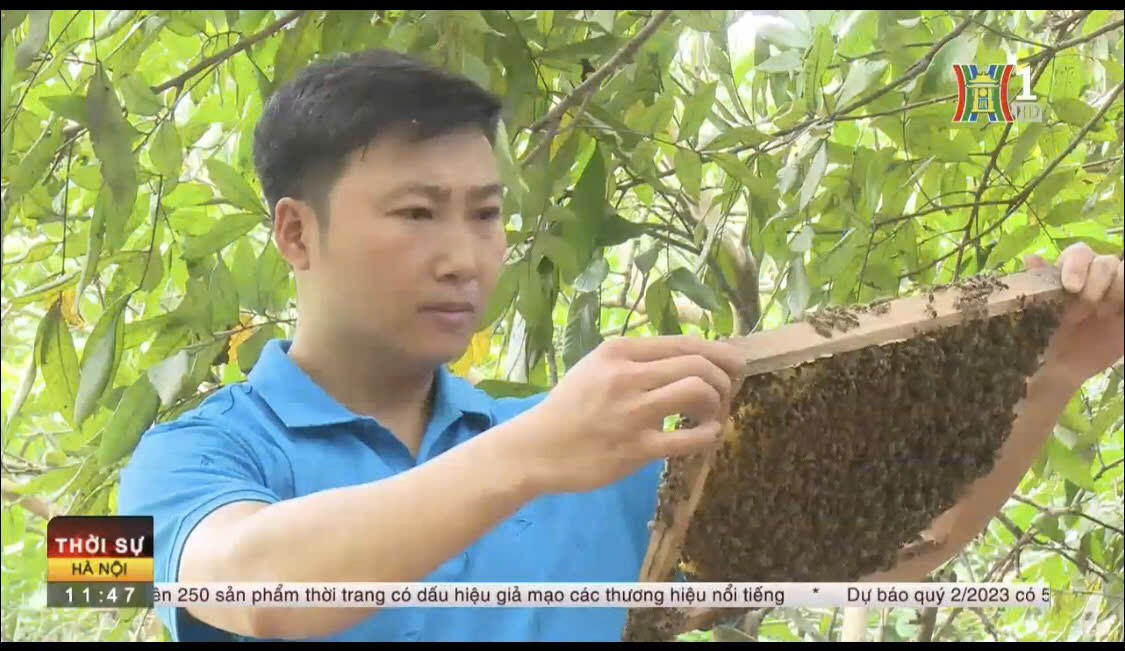 Mật ong hoa Nhãn Tuấn Minh- Sản phẩm OCOP 3 sao.- Ảnh 1.