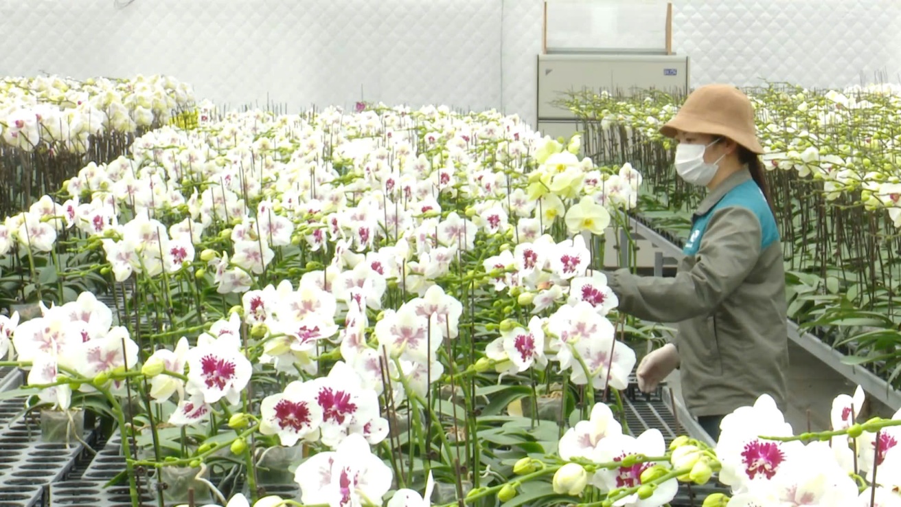 Đan Phượng bứt phá kinh tế với 47 sản phẩm OCOP- Ảnh 2.