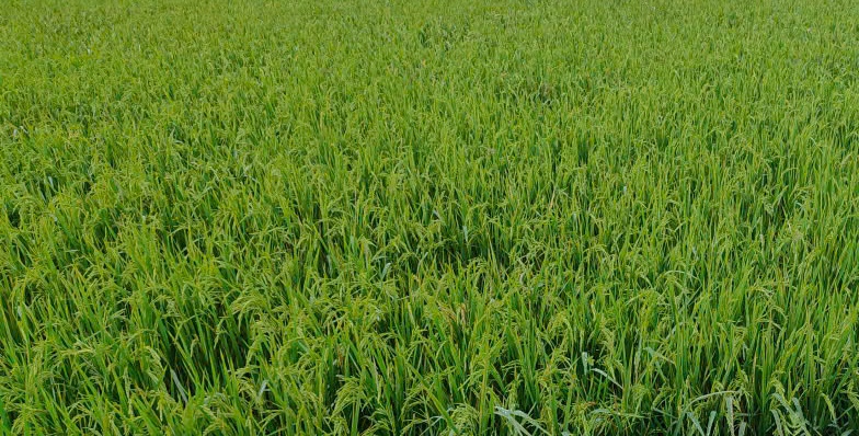 A field of grass with long stems  AI-generated content may be incorrect.