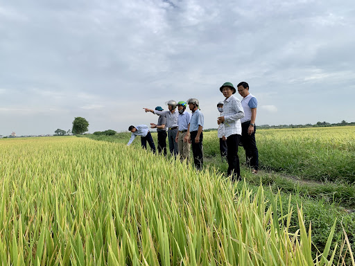 Xã Hoà Phú chỉ đạo việc thăm đồng đánh giá năng suất cây trồng vụ Mùa 2025 và chỉ đạo sản xuất vụ Đông 2025 - 2026
- Ảnh 1.