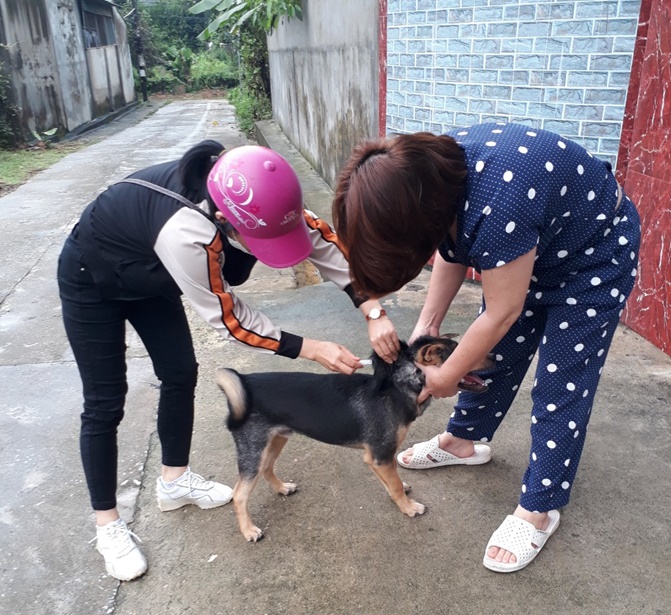 Hoài Đức đảm bảo an toàn dịch bệnh cho đàn gia súc, gia cầm vụ thu-đông năm 2025- Ảnh 1.