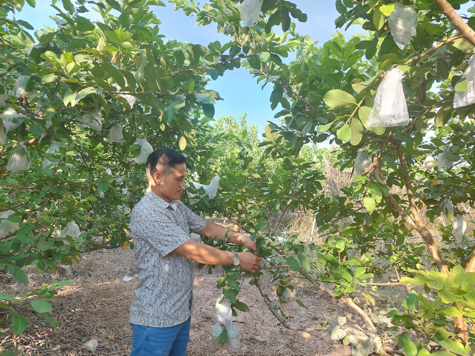 Hoài Đức tập trung phát triển nông nghiệp sạch, hữu cơ- Ảnh 2.