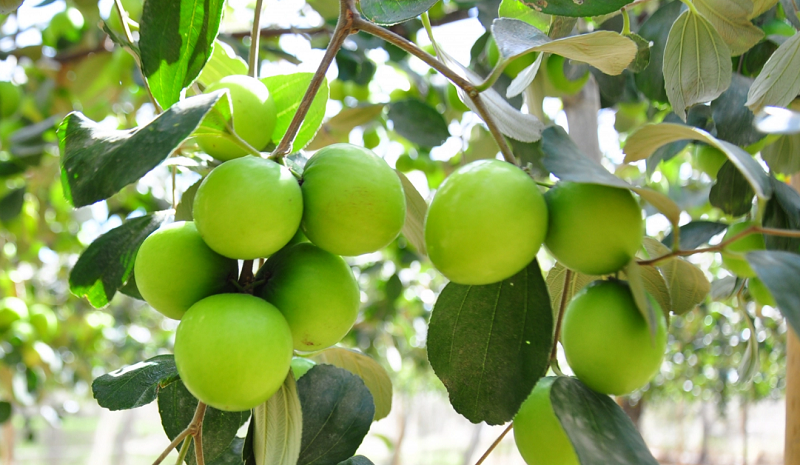 Hoài Đức tập trung phát triển nông nghiệp sạch, hữu cơ- Ảnh 3.
