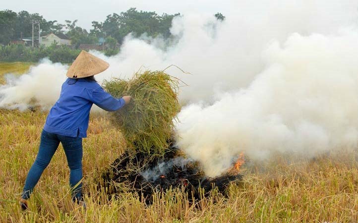 TÁC HẠI CỦA VIỆC ĐỐT RƠM RẠ SAU KHI THU HOẠCH- Ảnh 1.