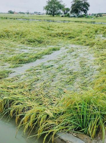 Cập nhật tình hình ứng phó với cơn bão số 10 trên địa bàn xã Phúc Thọ- Ảnh 2.