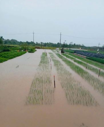 Cập nhật tình hình ứng phó với cơn bão số 10 trên địa bàn xã Phúc Thọ- Ảnh 3.