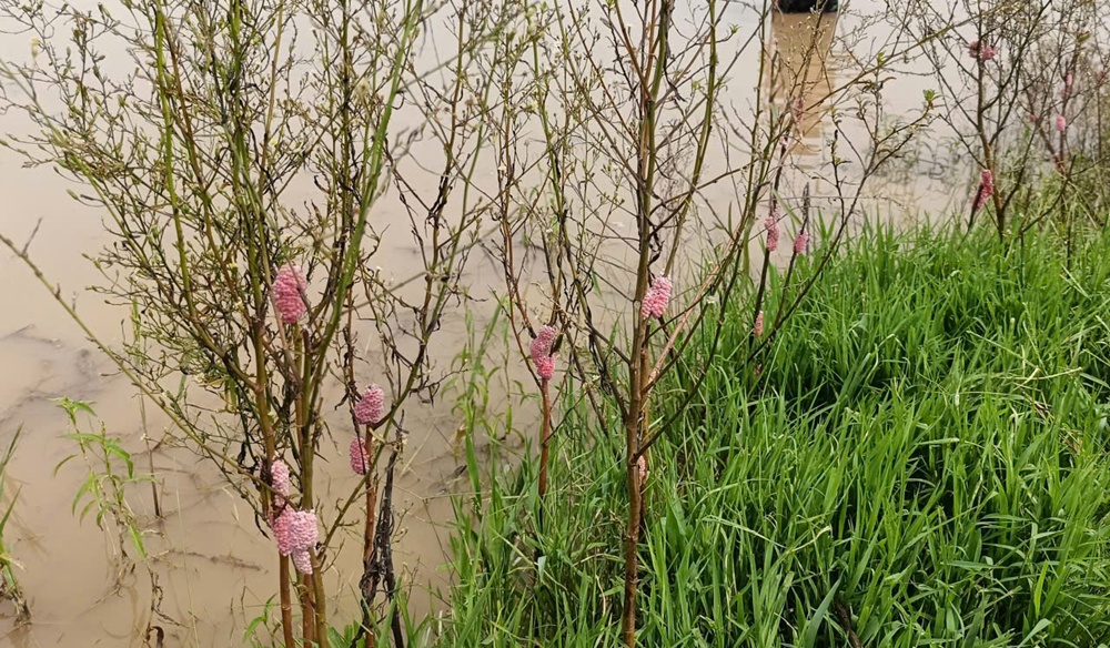 Trung tâm dịch vụ tổng hợp xã Bình Minh hướng dẫn Biện pháp kỹ thuật diệt trừ ốc bươu vàng hại lúa vụ Xuân 2026- Ảnh 1.