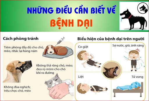 Quyết liệt phòng, chống bệnh Dại: Phường Phú Lương kiên quyết không để xảy ra tử vong ở người- Ảnh 1.