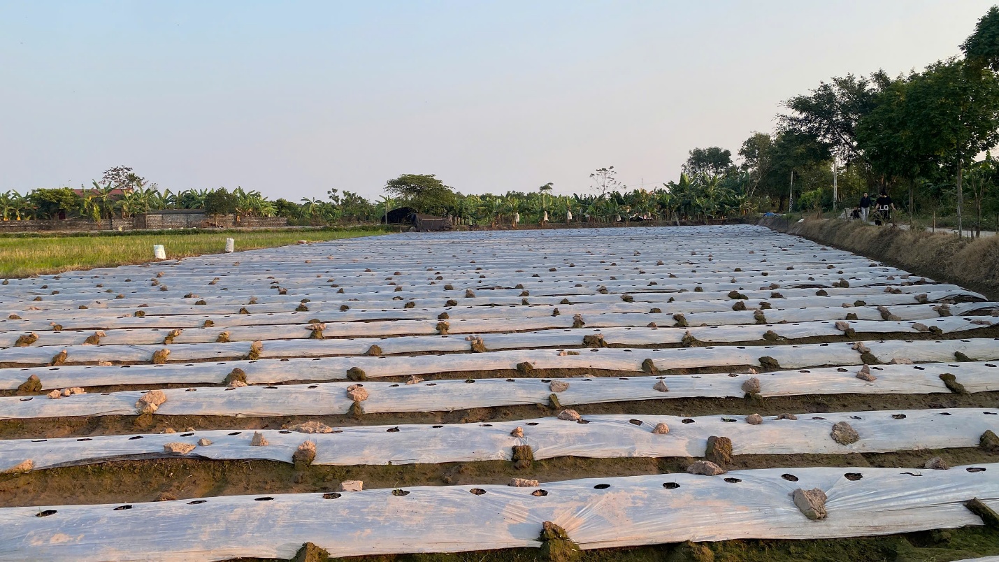 A wooden planks on a field  AI-generated content may be incorrect.