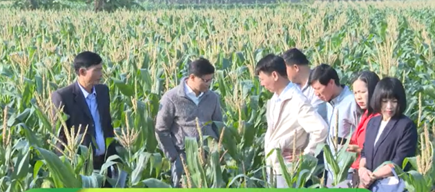 Hiệu quả từ giống Ngô thương phẩm HN268  trên đồng đất xã Đại Xuyên- Ảnh 2.