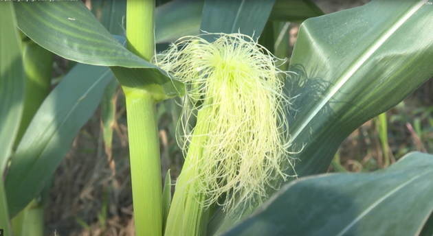 Hiệu quả từ giống Ngô thương phẩm HN268  trên đồng đất xã Đại Xuyên- Ảnh 5.