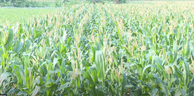 Hiệu quả từ giống Ngô thương phẩm HN268  trên đồng đất xã Đại Xuyên- Ảnh 4.