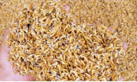 HƯỚNG DẪN KỸ THUẬT NGÂM Ủ, GIEO MẠ VÀ CHĂM SÓC MẠ VỤ XUÂN NĂM 2026
- Ảnh 3.