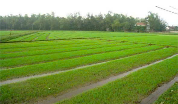 HƯỚNG DẪN KỸ THUẬT NGÂM Ủ, GIEO MẠ VÀ CHĂM SÓC MẠ VỤ XUÂN NĂM 2026
- Ảnh 5.