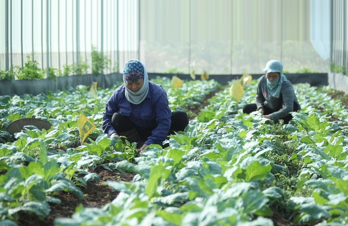 Hà Nội tăng cường số hóa, quan chặt chuỗi cung ứng nông sản- Ảnh 2.