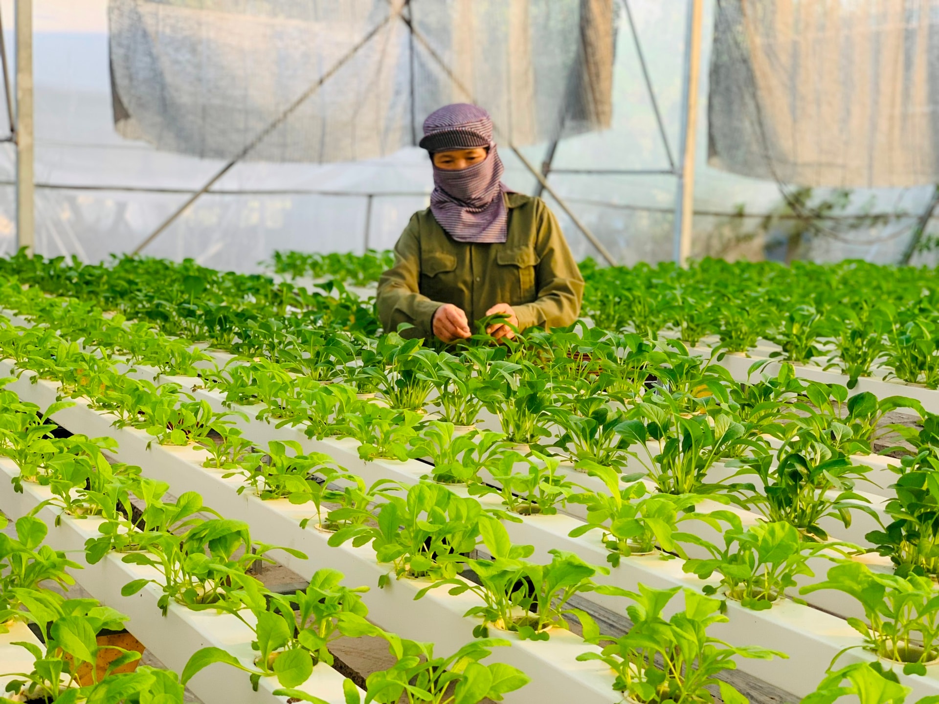 Hà Nội tăng cường số hóa, quan chặt chuỗi cung ứng nông sản- Ảnh 3.