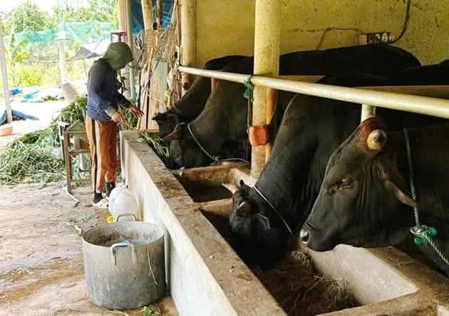    Trung tâm dịch vụ tổng hợp khuyến cáo với bà con phòng, chống rét đậm, rét hại cho đàn vật nuôi trên địa bàn xã- Ảnh 1.