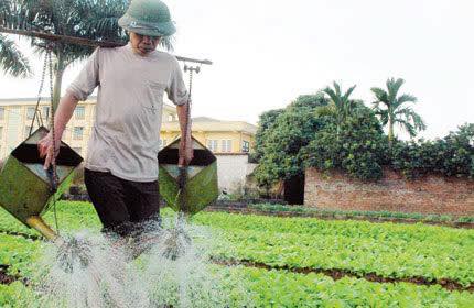 Đảm bảo an toàn thực phẩm trong lĩnh vực nông nghiệp: Trách nhiệm từ đồng ruộng đến bàn ăn- Ảnh 1.
