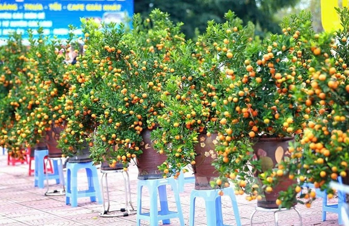 Hoài Đức tổ chức Chợ hoa Xuân Bính Ngọ năm 2026 phục vụ nhân dân đón Tết- Ảnh 2.