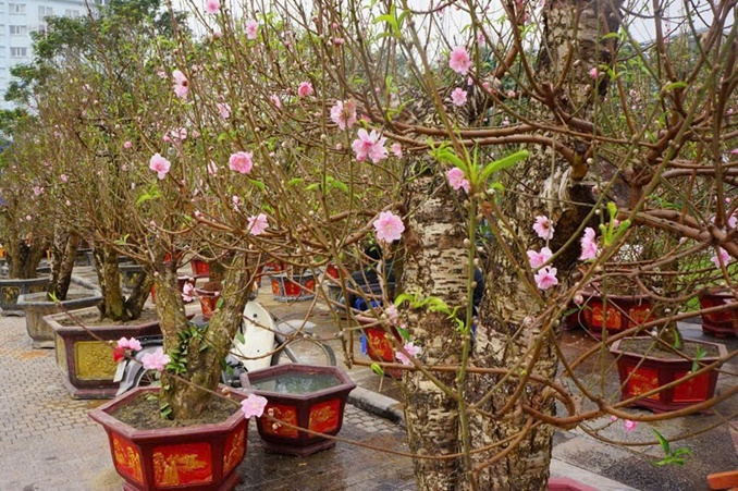 Hoài Đức tổ chức Chợ hoa Xuân Bính Ngọ năm 2026 phục vụ nhân dân đón Tết- Ảnh 3.