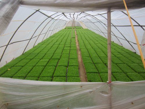 Hướng dẫn ngâm ủ giống và chăm sóc mạ lúa vụ Xuân 2026- Ảnh 1.