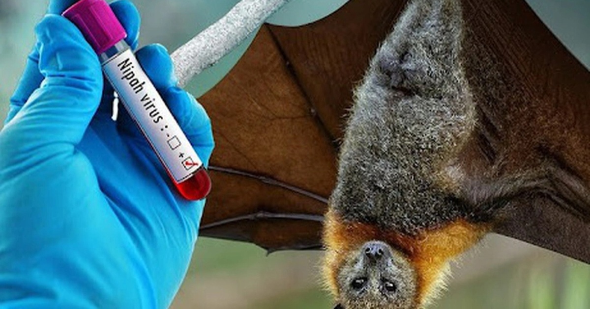 Bộ Y tế hỏa tốc yêu cầu siết chặt phòng dịch do virus Nipah
