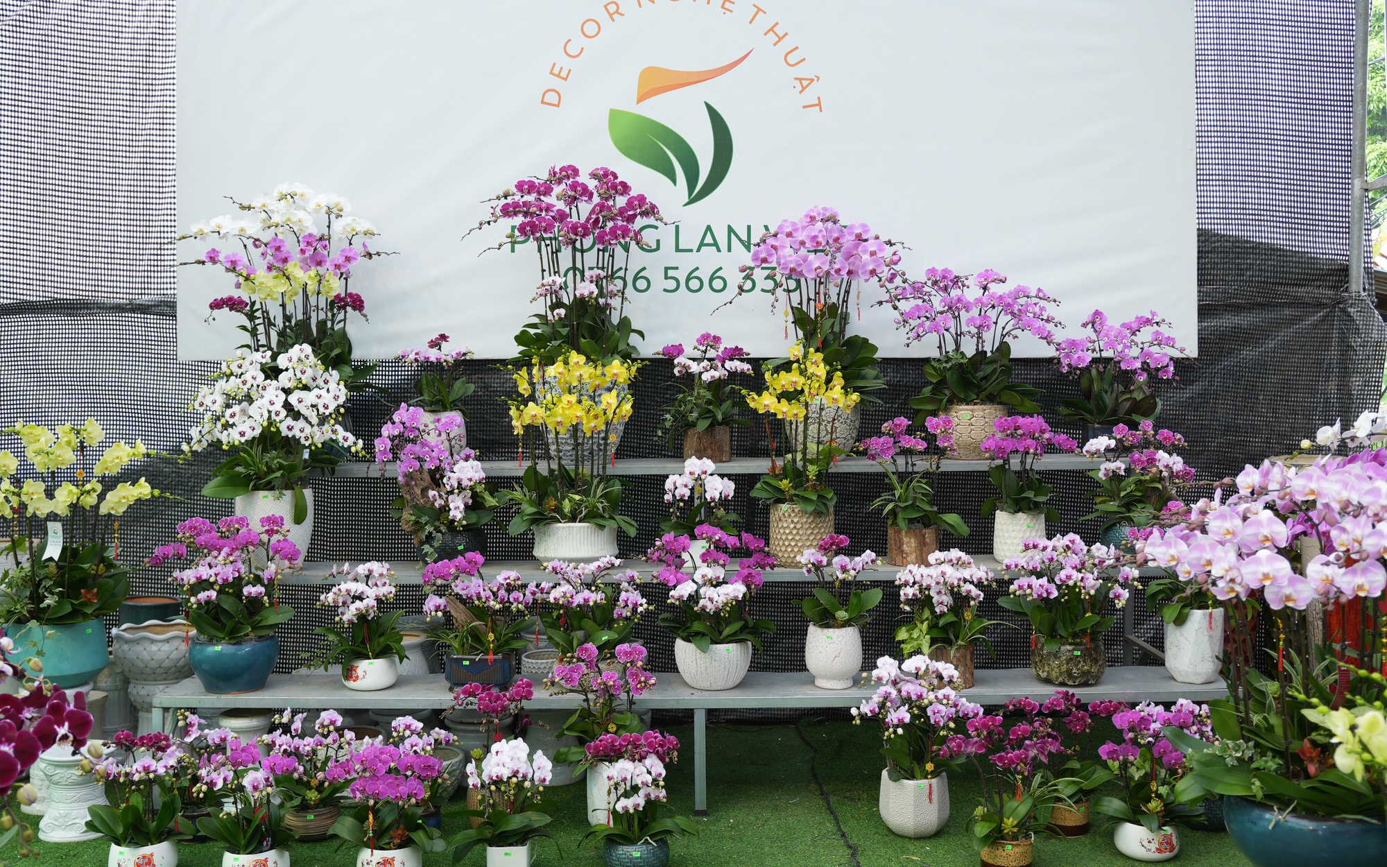 Lan Hồ Điệp Duyên Yết - sắc xuân từ nông nghiệp 
công nghệ cao Phú Xuyên