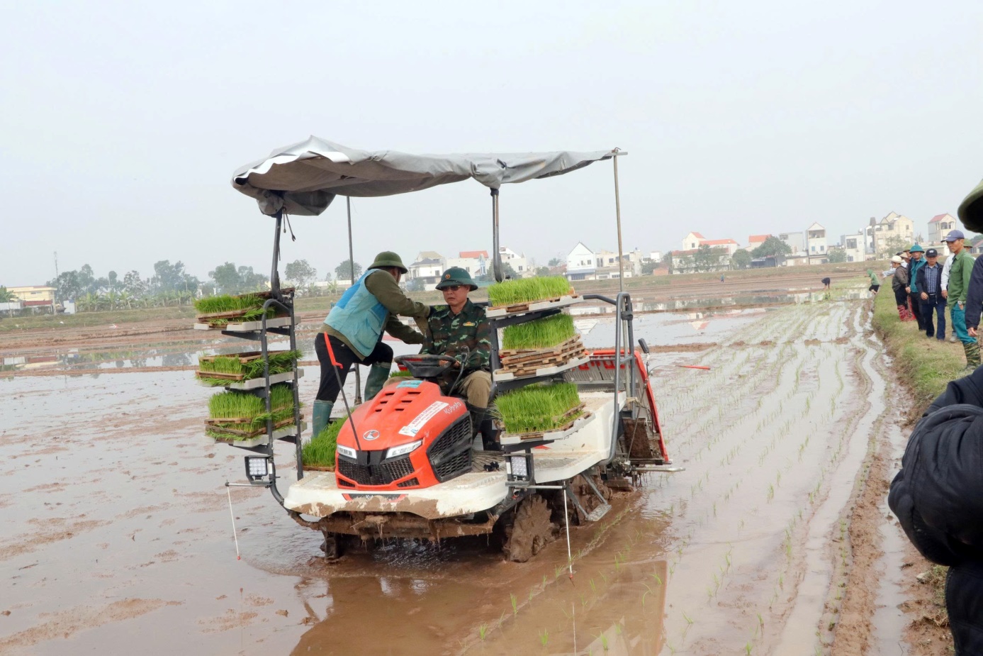 Trần Phú: áp dụng cấy máy đối với giống lúa J02 tại  khu đồng Sờ xã Trần Phú- Ảnh 3.