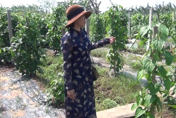 Bán nhà để khởi nghiệp với  hạt Sacha Inchi- Ảnh 3.