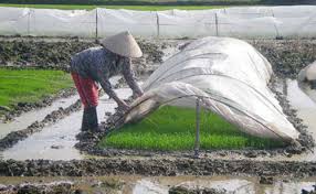 Phòng chống rét đậm, rét hại cho cây trồng- Ảnh 1.