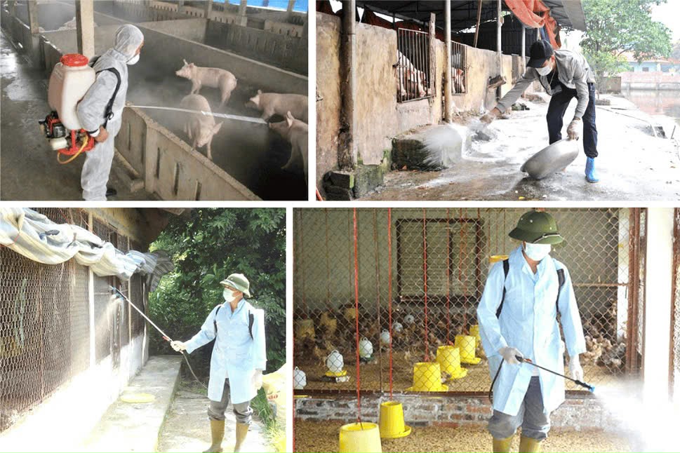 Hoài Đức ra quân tổng vệ sinh, khử trùng môi trường phòng, chống dịch bệnh gia súc, gia cầm dịp Tết Bính Ngọ 2026- Ảnh 1.