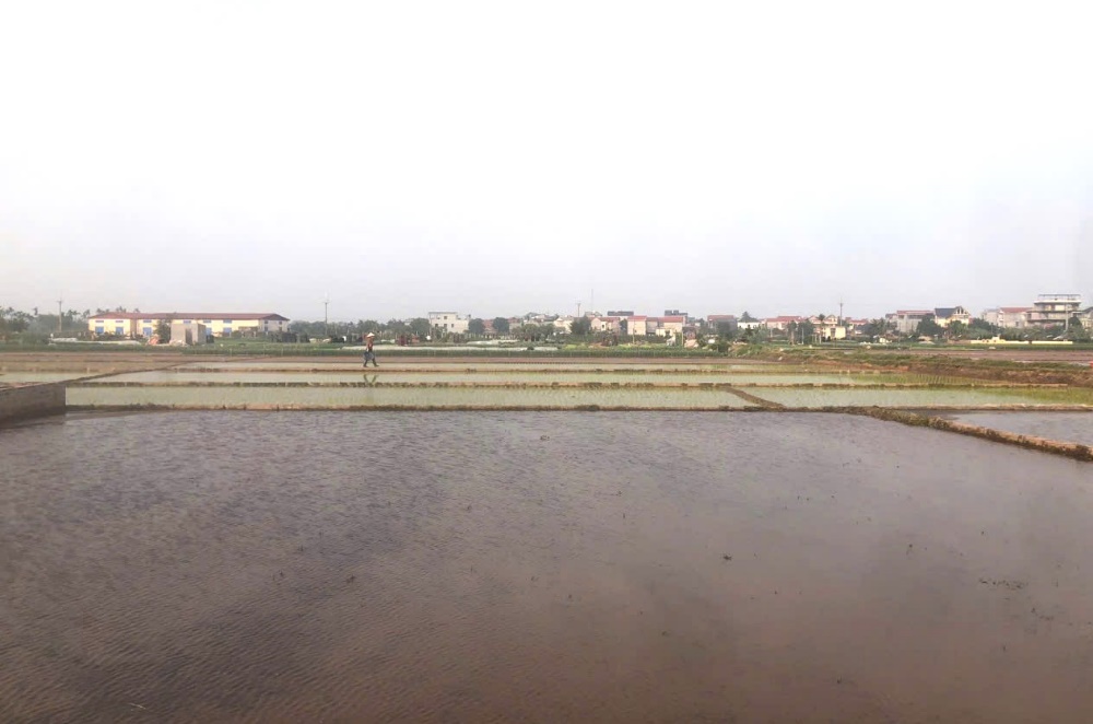 Nhân dân xã Quảng Oai tập trung cấy lúa vụ Xuân trước tết Bính Ngọ 2026, đảm bảo khung thời vụ- Ảnh 1.