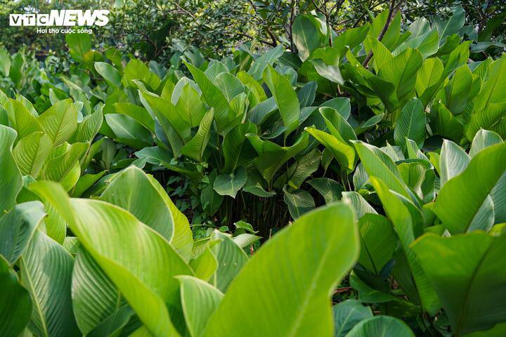 LÀNG LÁ DONG TRÀNG CÁT (XÃ THANH OAI) VÀO VỤ THU HOẠCH TẾT- Ảnh 1.