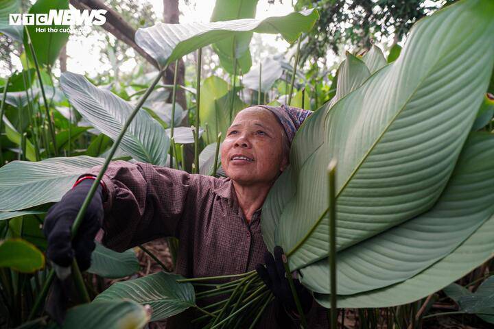 LÀNG LÁ DONG TRÀNG CÁT (XÃ THANH OAI) VÀO VỤ THU HOẠCH TẾT- Ảnh 3.