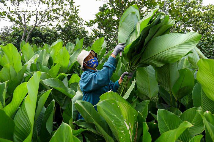 LÀNG LÁ DONG TRÀNG CÁT (XÃ THANH OAI) VÀO VỤ THU HOẠCH TẾT- Ảnh 4.