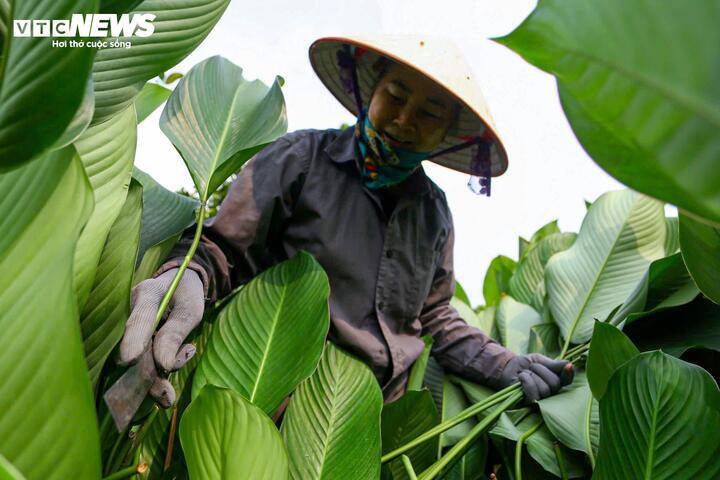LÀNG LÁ DONG TRÀNG CÁT (XÃ THANH OAI) VÀO VỤ THU HOẠCH TẾT- Ảnh 5.