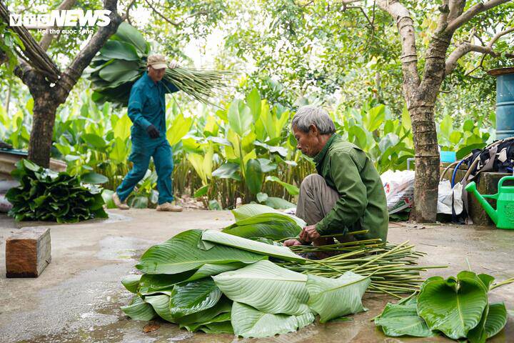 LÀNG LÁ DONG TRÀNG CÁT (XÃ THANH OAI) VÀO VỤ THU HOẠCH TẾT- Ảnh 8.